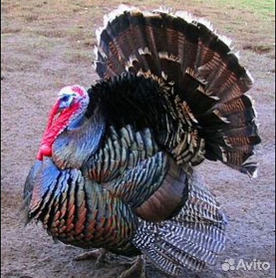 Индюки на племя