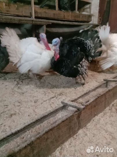 Инкубационное яйцо Индюшата Бройлер