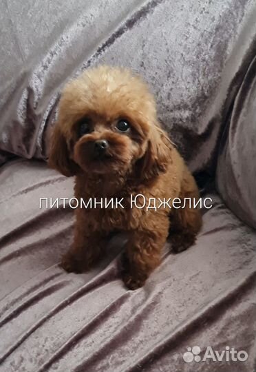 Teddy тедди пудель (Импорт Китай) вязка, щенки