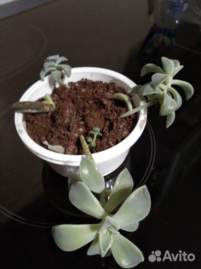 Скккулент (граптопеталлум парагвайский)