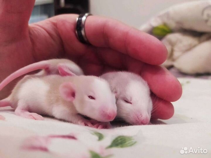 Крысята декоративные дамбо