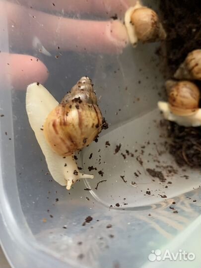 Улитки ахатины