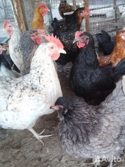 Инкубационное яйцо кур