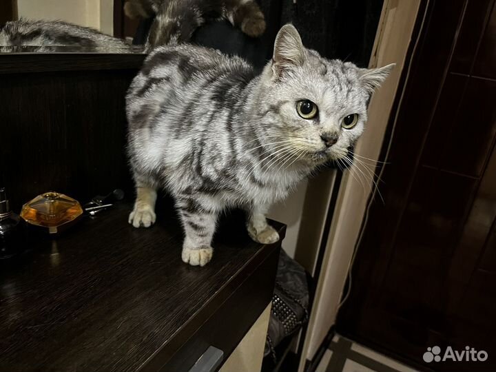 Кошечка Добрые ручки