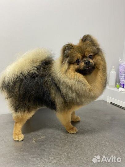 Стрижка собак, экспресс-линька. Грумер