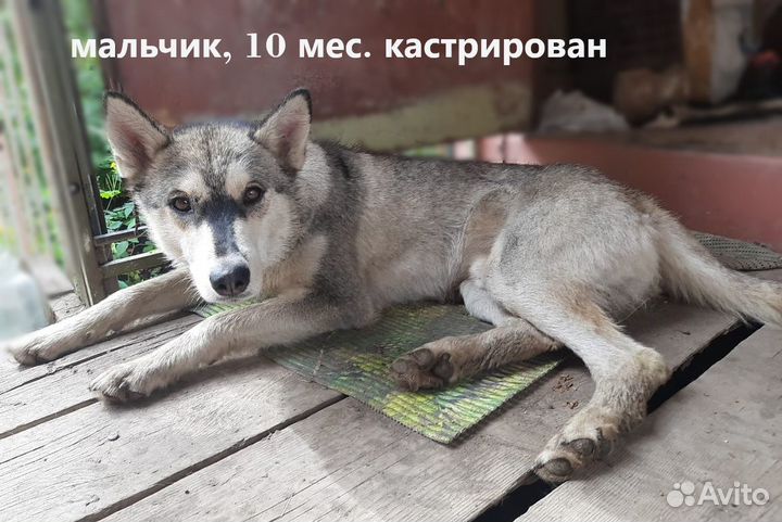 Хаски: океан любви для вас