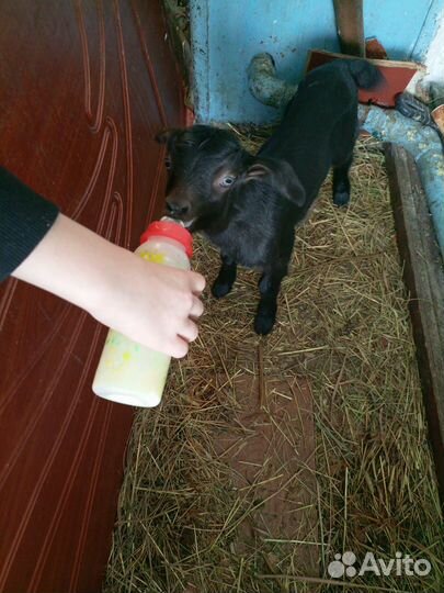 Коза дойная