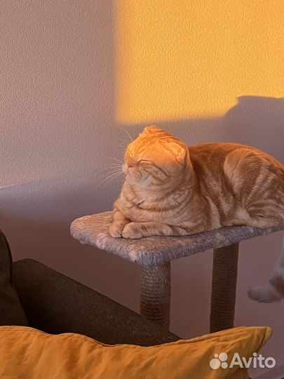 Шотландский вислоухий кот вязка