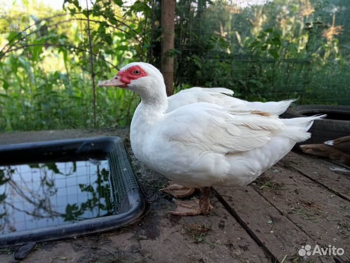 Домашняя птица - Утки и Петухи