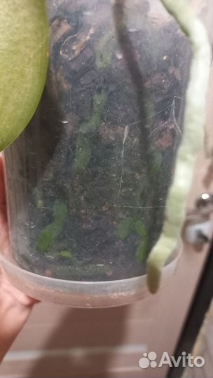 Орхидея фаленопсис