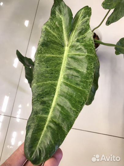 Филодендрон биллитау мраморный