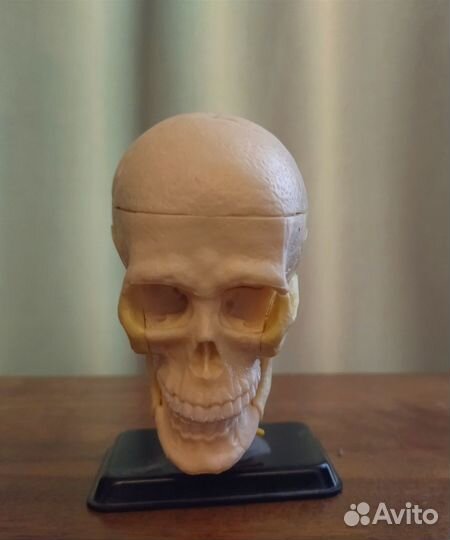 Edu-toys Анатомическая модель Скелет и Череп