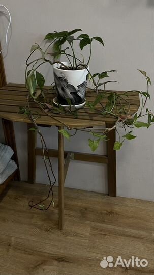 Цветок лиана