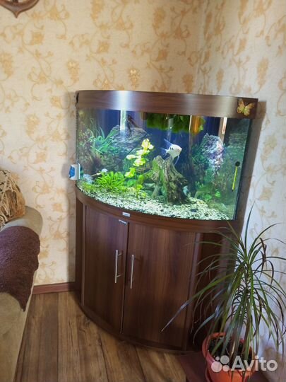 Аквариум с тумбой 250 литров