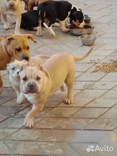 Булли рассрочка