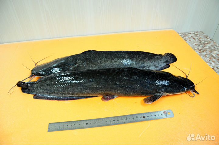 Сом африканский (мраморный, клариевый, кармут)