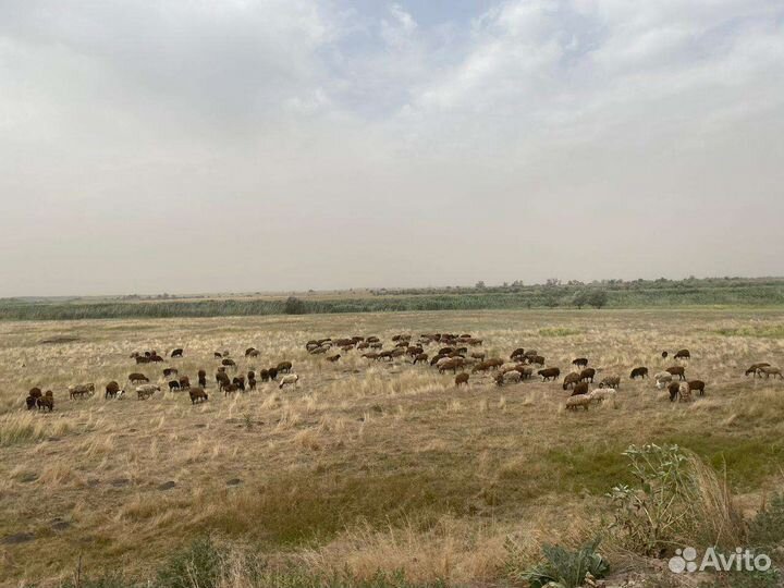 Матка, ярка бараны