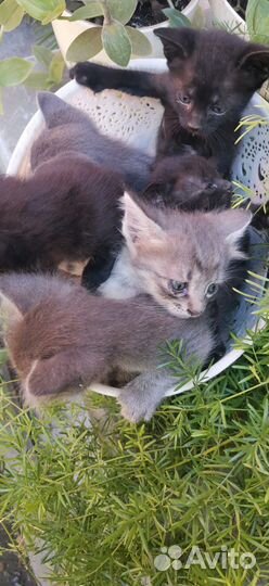 Котята ищут дом