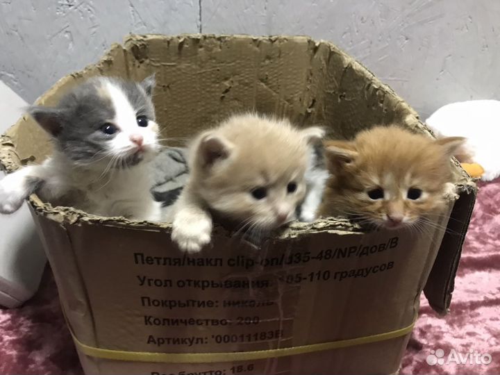 Котята в добрые руки даром