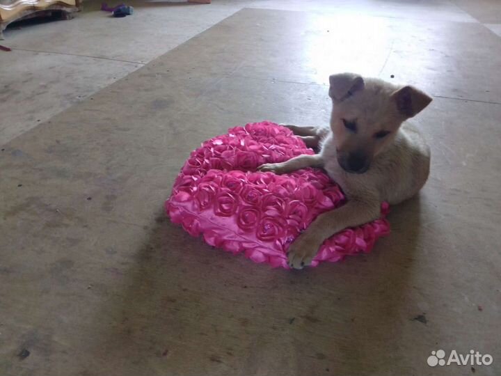 2 Щенка в добрые руки