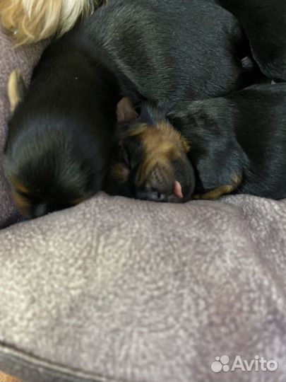 Продам щенят, родились 15-01-2025