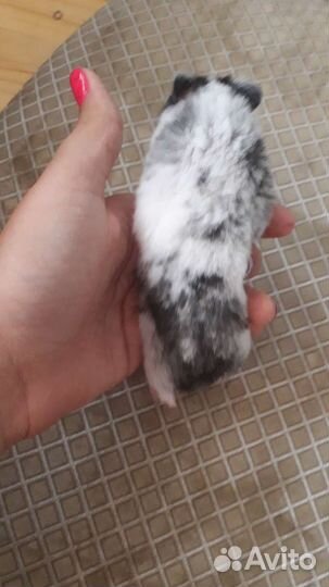 Сирийский хомяк