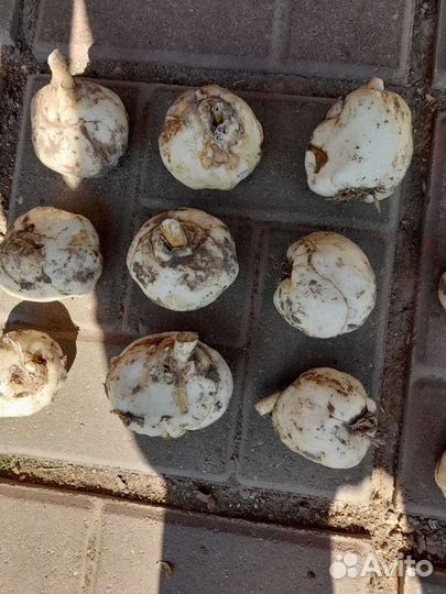 Луковицы рябчика