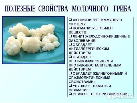 Молочный гриб (Тибетский)