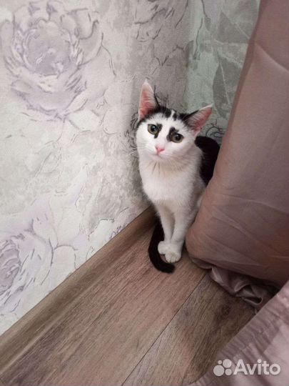 Кошка в дар бесплатно