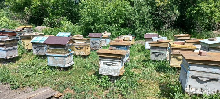 Пчелы и улья