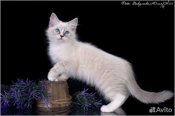 Сибирские котята