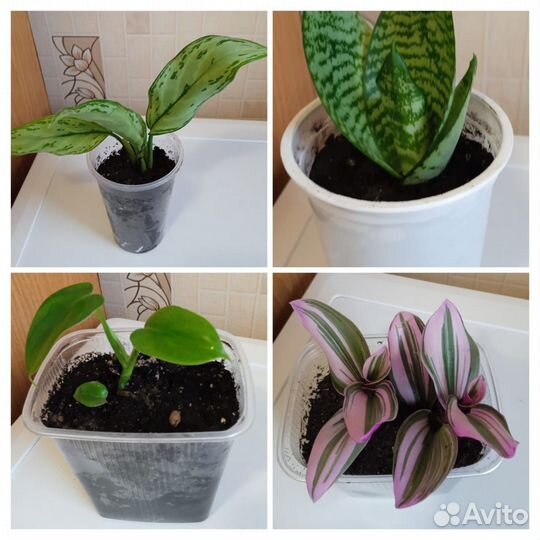 Комнатные растения