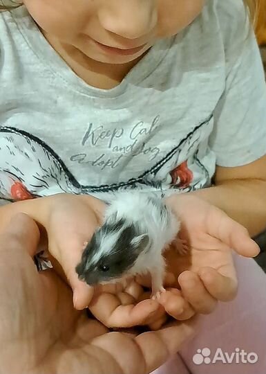 Хомяки сирийские