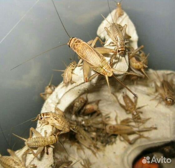 Кормовые насекомые