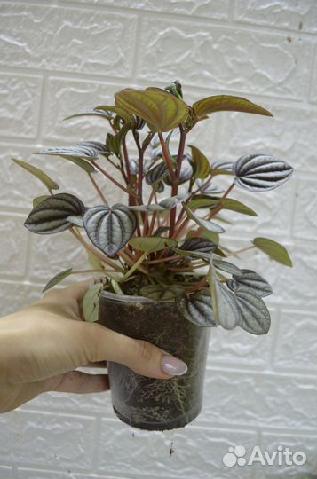 Пеперомия пикколо банда