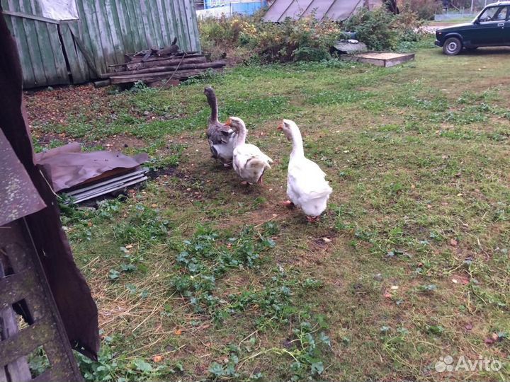 Холмогорские гуси