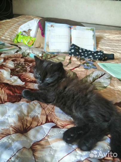 Котенок(девочка)черная, 2 месяца в добрые руки