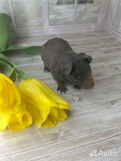 Морская свинка