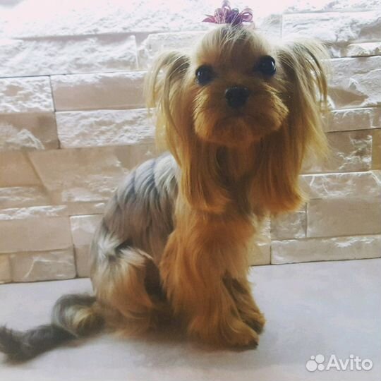 Стрижка йорков, груминг, тримминг