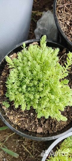 Очиток седум почвопокровный