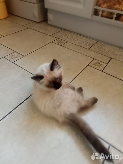 Котёнок породы 