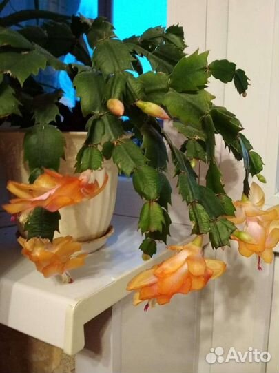 Декабрист черенки