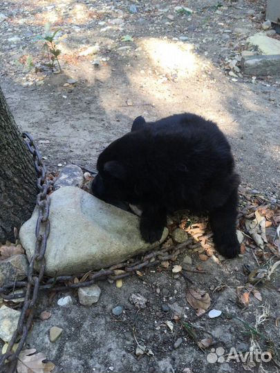 Немецкая овчарка