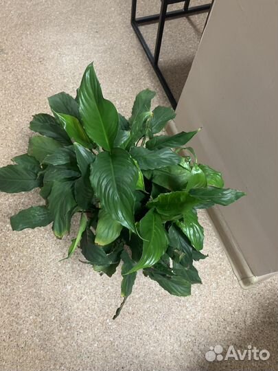 Спатифиллум