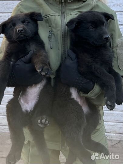 Щенки черной немецкой чистокровной овчарки