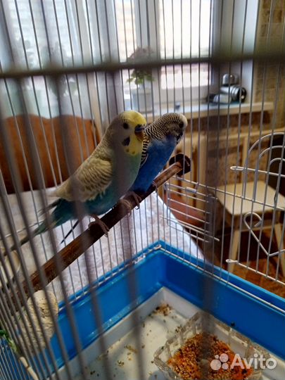 Волнистый попугай