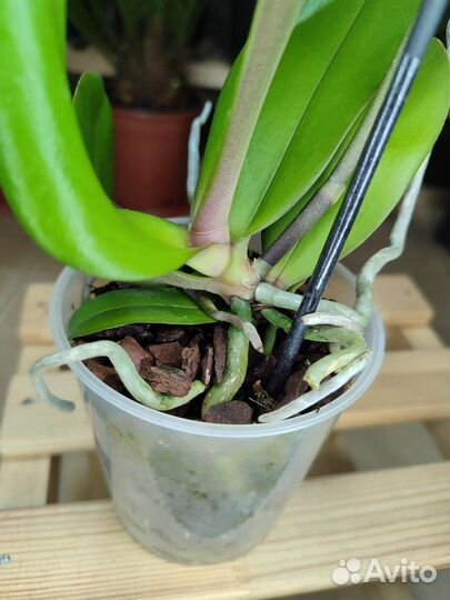 Ароматная орхидея фаленопсис