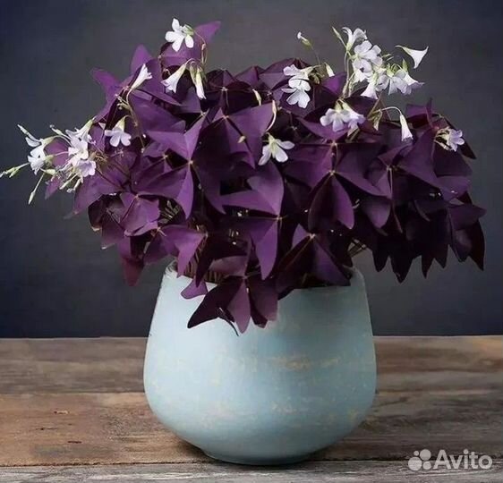 Оксалис (Кислица)