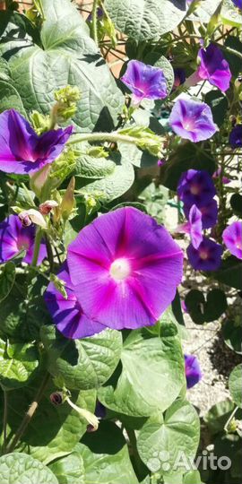 Ипомея шикарная лиана