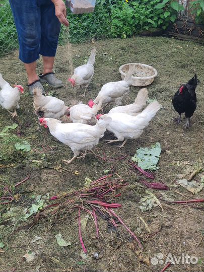 Куры несушки продам